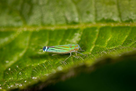 Sibovia prodigiosa, La Planada Nature Reserve, Colombia  Colombia,Colombia 2018,Colombia South,La Planada Nature Reserve,Sibovia prodigiosa,South America