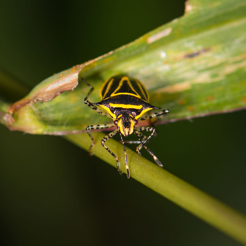 Tropical Stinkbug - front, La Planada Nature Reserve, Colombia A colorful stink bug with overall yellow/black patterns and black and white banded legs. Potentially interesting find, as so far I've not yet found anything close. I checked all stink bugs in Colombia via inaturalist and also ploughed through all true bugs in Andreas Kay's gallery. I did find an interesting similarity with this leaf-footed bug, makes you wonder if any mimicking process is at play, or just a coincidence:<br />
<br />
<a href="https://www.flickr.com/photos/andreaskay/45238268652/in/album-72157629662903473/" rel="nofollow">https://www.flickr.com/photos/andreaskay/45238268652/in/album-72157629662903473/</a><br />
<figure class="photo"><a href="https://www.jungledragon.com/image/76388/tropical_stinkbug_la_planada_nature_reserve_colombia.html" title="Tropical Stinkbug, La Planada Nature Reserve, Colombia"><img src="https://s3.amazonaws.com/media.jungledragon.com/images/2/76388_thumb.jpg?AWSAccessKeyId=05GMT0V3GWVNE7GGM1R2&Expires=1770854410&Signature=tbJk%2BirKmsyTEA1C9BX8HkcnsOc%3D" width="200" height="134" alt="Tropical Stinkbug, La Planada Nature Reserve, Colombia A colorful stink bug with overall yellow/black patterns and black and white banded legs. Potentially interesting find, as so far I've not yet found anything close. I checked all stink bugs in Colombia via inaturalist and also ploughed through all true bugs in Andreas Kay's gallery. I did find an interesting similarity with this leaf-footed bug, makes you wonder if any mimicking process is at play, or just a coincidence:<br />
<br />
https://www.flickr.com/photos/andreaskay/45238268652/in/album-72157629662903473/<br />
https://www.jungledragon.com/image/76387/tropical_stinkbug_-_front_la_planada_nature_reserve_colombia.html Colombia,Colombia 2018,Colombia South,Fall,Geotagged,La Planada Nature Reserve,Mormidea triangularis,South America" /></a></figure> Colombia,Colombia 2018,Colombia South,Fall,Geotagged,La Planada Nature Reserve,Mormidea triangularis,South America