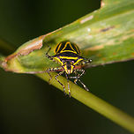 Tropical Stinkbug - front, La Planada Nature Reserve, Colombia A colorful stink bug with overall yellow/black patterns and black and white banded legs. Potentially interesting find, as so far I've not yet found anything close. I checked all stink bugs in Colombia via inaturalist and also ploughed through all true bugs in Andreas Kay's gallery. I did find an interesting similarity with this leaf-footed bug, makes you wonder if any mimicking process is at play, or just a coincidence:<br />
<br />
https://www.flickr.com/photos/andreaskay/45238268652/in/album-72157629662903473/<br />
https://www.jungledragon.com/image/76388/tropical_stinkbug_la_planada_nature_reserve_colombia.html Colombia,Colombia 2018,Colombia South,Fall,Geotagged,La Planada Nature Reserve,Mormidea triangularis,South America