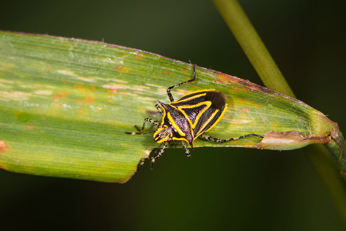 Tropical Stinkbug, La Planada Nature Reserve, Colombia A colorful stink bug with overall yellow/black patterns and black and white banded legs. Potentially interesting find, as so far I've not yet found anything close. I checked all stink bugs in Colombia via inaturalist and also ploughed through all true bugs in Andreas Kay's gallery. I did find an interesting similarity with this leaf-footed bug, makes you wonder if any mimicking process is at play, or just a coincidence:<br />
<br />
<a href="https://www.flickr.com/photos/andreaskay/45238268652/in/album-72157629662903473/" rel="nofollow">https://www.flickr.com/photos/andreaskay/45238268652/in/album-72157629662903473/</a><br />
<figure class="photo"><a href="https://www.jungledragon.com/image/76387/tropical_stinkbug_-_front_la_planada_nature_reserve_colombia.html" title="Tropical Stinkbug - front, La Planada Nature Reserve, Colombia"><img src="https://s3.amazonaws.com/media.jungledragon.com/images/2/76387_thumb.jpg?AWSAccessKeyId=05GMT0V3GWVNE7GGM1R2&Expires=1770854410&Signature=R1WBIwWm1WD%2BuzbwL5kNSoVW5KY%3D" width="152" height="152" alt="Tropical Stinkbug - front, La Planada Nature Reserve, Colombia A colorful stink bug with overall yellow/black patterns and black and white banded legs. Potentially interesting find, as so far I've not yet found anything close. I checked all stink bugs in Colombia via inaturalist and also ploughed through all true bugs in Andreas Kay's gallery. I did find an interesting similarity with this leaf-footed bug, makes you wonder if any mimicking process is at play, or just a coincidence:<br />
<br />
https://www.flickr.com/photos/andreaskay/45238268652/in/album-72157629662903473/<br />
https://www.jungledragon.com/image/76388/tropical_stinkbug_la_planada_nature_reserve_colombia.html Colombia,Colombia 2018,Colombia South,Fall,Geotagged,La Planada Nature Reserve,Mormidea triangularis,South America" /></a></figure> Colombia,Colombia 2018,Colombia South,Fall,Geotagged,La Planada Nature Reserve,Mormidea triangularis,South America