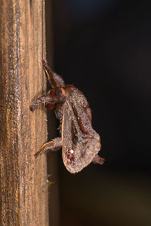 Saddleback Caterpillar, La Planada Nature Reserve, Colombia Not yet a mothing night shot, this is a daytime shot. Acharia stimulea,Colombia,Colombia 2018,Colombia South,Fall,Geotagged,La Planada Nature Reserve,Saddleback Caterpillar,South America