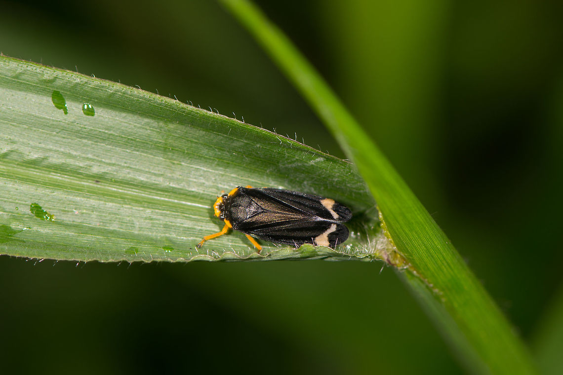 Black/yellow leafhopper, La Planada Nature Reserve, Colombia Black wings with white marks, overall yellow body and legs. Size estimated at 5-7mm. Colombia,Colombia 2018,Colombia South,Fall,Geotagged,La Planada Nature Reserve,South America