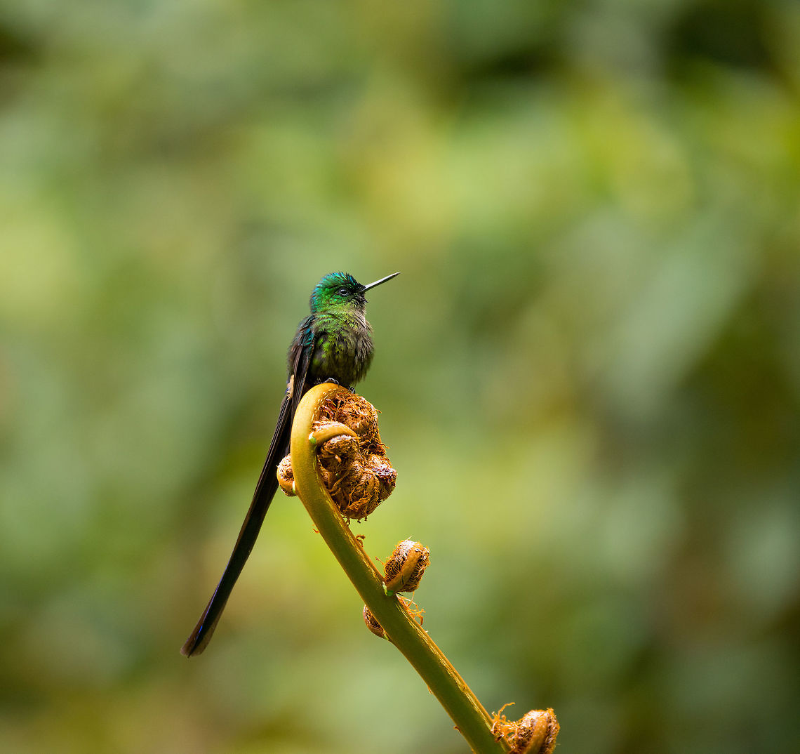 Long-tailed sylph - side view, La Planada Nature Reserve, Colombia This male of the Long-tailed sylph species is a common guest around the accommodations of La Planada Nature Reserve. Or rather we are the guests, I suppose. We named it Hugo. It is more often heard then seen, as you hear the rapid drum-like sounds of it speeding by, sometimes only a few inches from your head. It seems to like some particular fruiting trees in the gardens. <br />
<br />
More coverage on Hugo later in the set, this was only the first meeting.<br />
<figure class="photo"><a href="https://www.jungledragon.com/image/76392/long-tailed_sylph_la_planada_nature_reserve_colombia.html" title="Long-tailed sylph, La Planada Nature Reserve, Colombia"><img src="https://s3.amazonaws.com/media.jungledragon.com/images/2/76392_thumb.jpg?AWSAccessKeyId=05GMT0V3GWVNE7GGM1R2&Expires=1763596810&Signature=lWeKzWIXJMAWQaAaizwSebpqyMk%3D" width="200" height="168" alt="Long-tailed sylph, La Planada Nature Reserve, Colombia This male of the Long-tailed sylph species is a common guest around the accommodations of La Planada Nature Reserve. Or rather we are the guests, I suppose. We named it Hugo. It is more often heard then seen, as you hear the rapid drum-like sounds of it speeding by, sometimes only a few inches from your head. It seems to like some particular fruiting trees in the gardens. <br />
<br />
More coverage on Hugo later in the set, this was only the first meeting.<br />
https://www.jungledragon.com/image/76391/long-tailed_sylph_-_side_view_la_planada_nature_reserve_colombia.html Aglaiocercus kingii,Colombia,Colombia 2018,Colombia South,La Planada Nature Reserve,Long-tailed sylph,South America" /></a></figure> Colombia,Colombia 2018,Colombia South,La Planada Nature Reserve,South America
