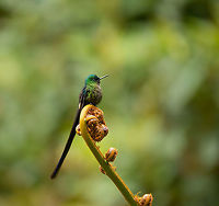 Long-tailed sylph - side view, La Planada Nature Reserve, Colombia This male of the Long-tailed sylph species is a common guest around the accommodations of La Planada Nature Reserve. Or rather we are the guests, I suppose. We named it Hugo. It is more often heard then seen, as you hear the rapid drum-like sounds of it speeding by, sometimes only a few inches from your head. It seems to like some particular fruiting trees in the gardens. <br />
<br />
More coverage on Hugo later in the set, this was only the first meeting.<br />
https://www.jungledragon.com/image/76392/long-tailed_sylph_la_planada_nature_reserve_colombia.html Colombia,Colombia 2018,Colombia South,La Planada Nature Reserve,South America