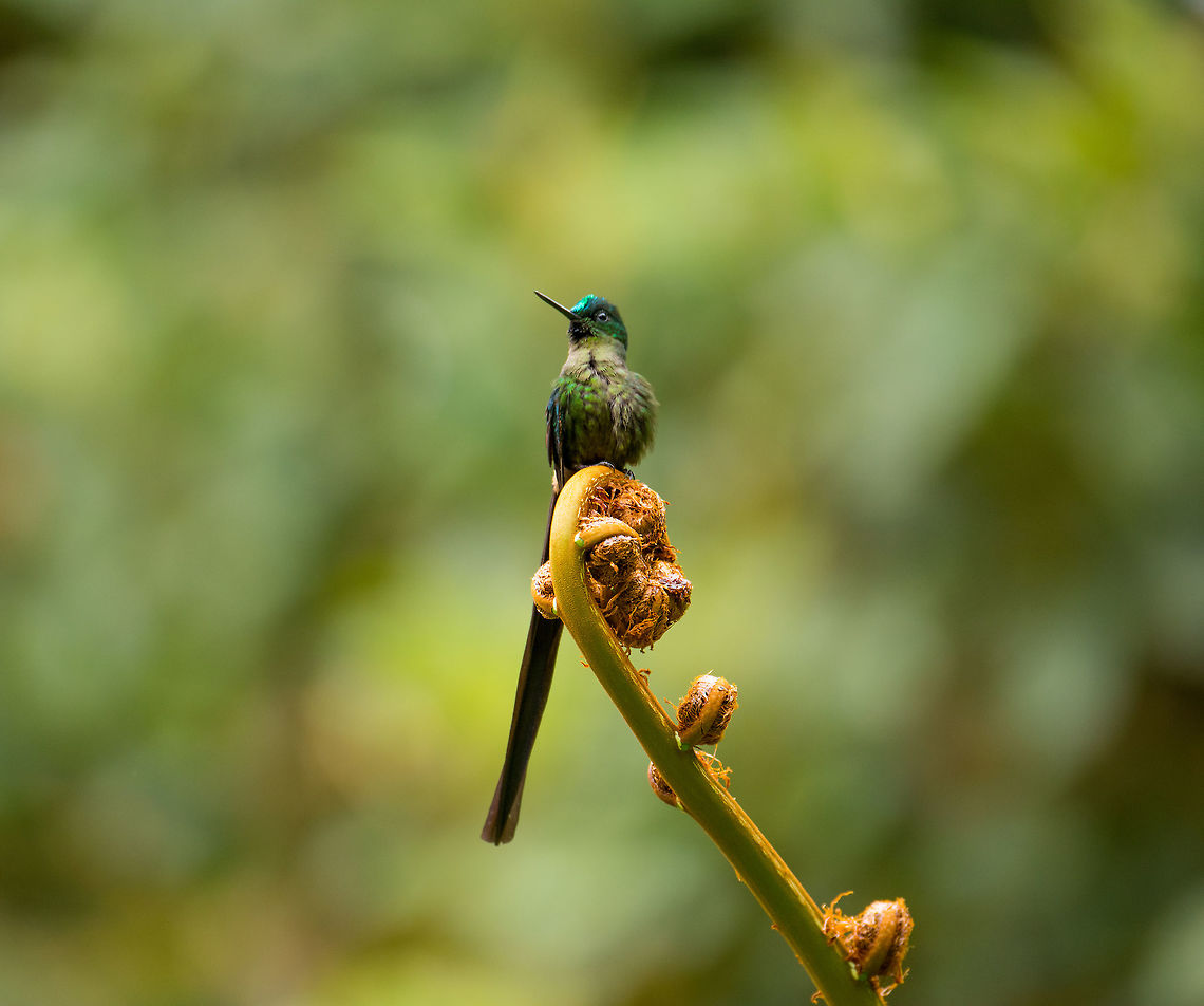 Long-tailed sylph, La Planada Nature Reserve, Colombia This male of the Long-tailed sylph species is a common guest around the accommodations of La Planada Nature Reserve. Or rather we are the guests, I suppose. We named it Hugo. It is more often heard then seen, as you hear the rapid drum-like sounds of it speeding by, sometimes only a few inches from your head. It seems to like some particular fruiting trees in the gardens. <br />
<br />
More coverage on Hugo later in the set, this was only the first meeting.<br />
<figure class="photo"><a href="https://www.jungledragon.com/image/76391/long-tailed_sylph_-_side_view_la_planada_nature_reserve_colombia.html" title="Long-tailed sylph - side view, La Planada Nature Reserve, Colombia"><img src="https://s3.amazonaws.com/media.jungledragon.com/images/2/76391_thumb.jpg?AWSAccessKeyId=05GMT0V3GWVNE7GGM1R2&Expires=1767225610&Signature=jrKB43ZLE5TW7DoFs1ZENSQSSco%3D" width="200" height="190" alt="Long-tailed sylph - side view, La Planada Nature Reserve, Colombia This male of the Long-tailed sylph species is a common guest around the accommodations of La Planada Nature Reserve. Or rather we are the guests, I suppose. We named it Hugo. It is more often heard then seen, as you hear the rapid drum-like sounds of it speeding by, sometimes only a few inches from your head. It seems to like some particular fruiting trees in the gardens. <br />
<br />
More coverage on Hugo later in the set, this was only the first meeting.<br />
https://www.jungledragon.com/image/76392/long-tailed_sylph_la_planada_nature_reserve_colombia.html Colombia,Colombia 2018,Colombia South,La Planada Nature Reserve,South America" /></a></figure> Aglaiocercus kingii,Colombia,Colombia 2018,Colombia South,La Planada Nature Reserve,Long-tailed sylph,South America