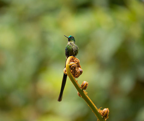 Long-tailed sylph, La Planada Nature Reserve, Colombia This male of the Long-tailed sylph species is a common guest around the accommodations of La Planada Nature Reserve. Or rather we are the guests, I suppose. We named it Hugo. It is more often heard then seen, as you hear the rapid drum-like sounds of it speeding by, sometimes only a few inches from your head. It seems to like some particular fruiting trees in the gardens. 

More coverage on Hugo later in the set, this was only the first meeting.
https://www.jungledragon.com/image/76391/long-tailed_sylph_-_side_view_la_planada_nature_reserve_colombia.html Aglaiocercus kingii,Colombia,Colombia 2018,Colombia South,La Planada Nature Reserve,Long-tailed sylph,South America