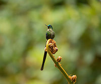 Long-tailed sylph, La Planada Nature Reserve, Colombia This male of the Long-tailed sylph species is a common guest around the accommodations of La Planada Nature Reserve. Or rather we are the guests, I suppose. We named it Hugo. It is more often heard then seen, as you hear the rapid drum-like sounds of it speeding by, sometimes only a few inches from your head. It seems to like some particular fruiting trees in the gardens. <br />
<br />
More coverage on Hugo later in the set, this was only the first meeting.<br />
https://www.jungledragon.com/image/76391/long-tailed_sylph_-_side_view_la_planada_nature_reserve_colombia.html Aglaiocercus kingii,Colombia,Colombia 2018,Colombia South,La Planada Nature Reserve,Long-tailed sylph,South America