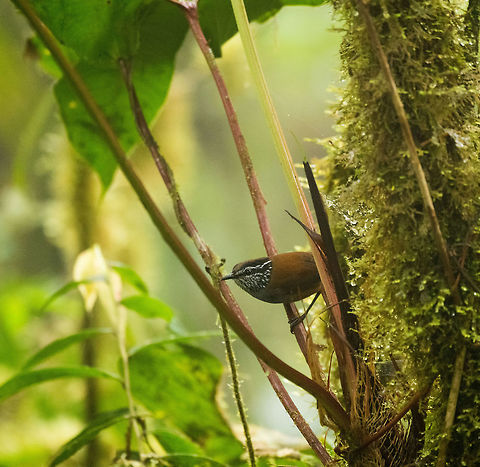 Grey-breasted wood wren, La Planada Nature Reserve, Colombia Abundant in thick montane forest. Like most wood wrens, they are usually found low and do more walking and jumping than actual flying. Fun to watch, not fun to photograph. Colombia,Colombia 2018,Colombia South,Fall,Geotagged,Grey-breasted wood wren,Henicorhina leucophrys,La Planada Nature Reserve,South America