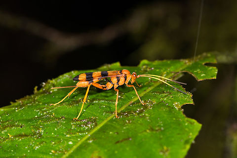 Ichneumonidae? La Planada Nature Reserve, Colombia Pretty large and vibrant yellow/orange parasitoid wasp. Black marks on the wings, thorax, and the end of the antennae.  Colombia,Colombia 2018,Colombia South,La Planada Nature Reserve,South America