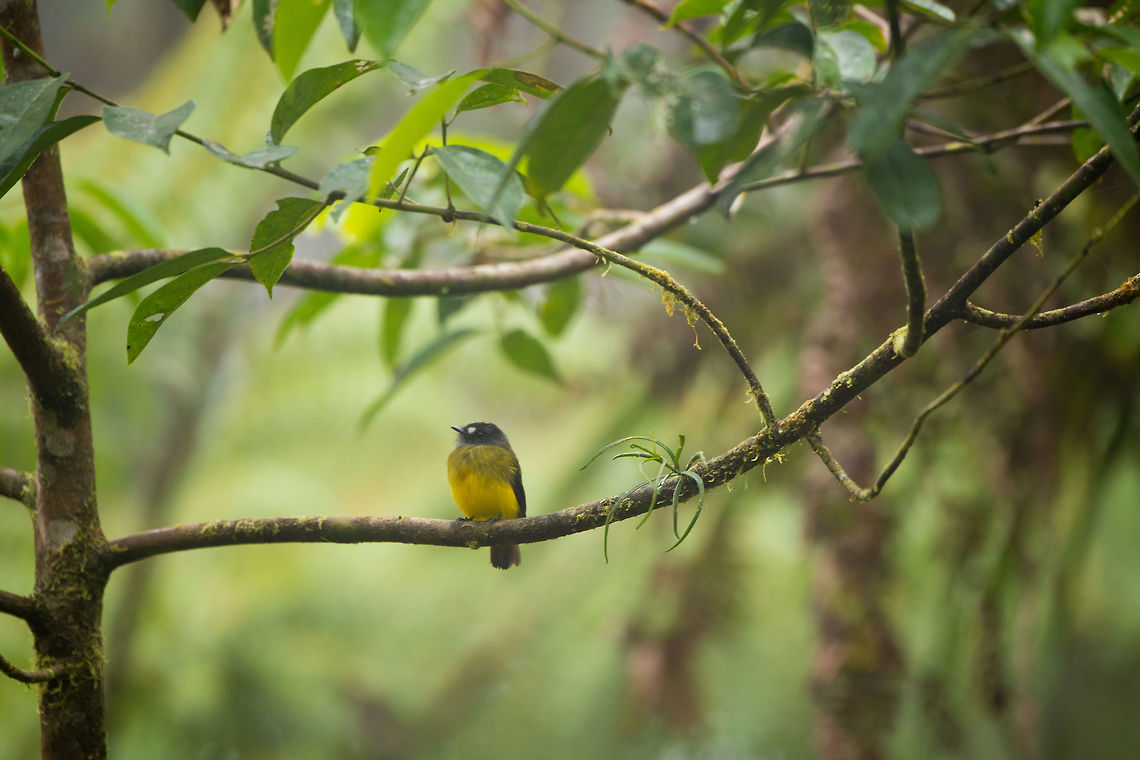 Slate-throated whitestart, La Planada Nature Reserve, Colombia  Colombia,Colombia 2018,Colombia South,Fall,Geotagged,La Planada Nature Reserve,Myioborus miniatus,Slate-throated whitestart,South America