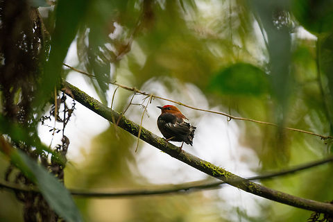 Club-winged manakin, La Planada Nature Reserve, Colombia This is the male. A bird that sings with its wings :)

https://www.youtube.com/watch?v=tSHjhCN6NC0 Club-winged manakin,Colombia,Colombia 2018,Colombia South,Fall,Geotagged,La Planada Nature Reserve,Machaeropterus deliciosus,South America