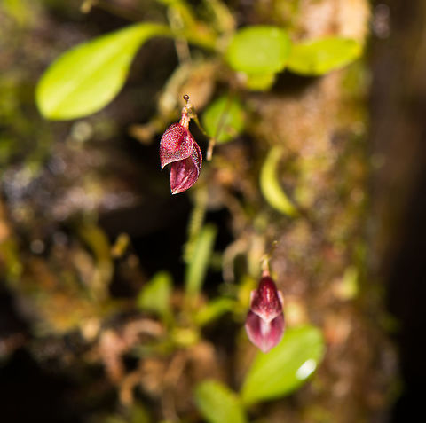 Acostaea costaricensis, La Planada Nature Reserve, Colombia Tentative species as there are species in this genus that are hard to differentiate, this is the most likely match within the genus, statistically. The genus as a whole is also under discussion.
https://www.jungledragon.com/image/76432/acostaea_costaricensis_-_side_view_la_planada_nature_reserve_colombia.html
https://www.jungledragon.com/image/76433/acostaea_costaricensis_-_closeup_la_planada_nature_reserve_colombia.html Acostaea costaricensis,Colombia,Colombia 2018,Colombia South,Fall,Geotagged,La Planada Nature Reserve,South America