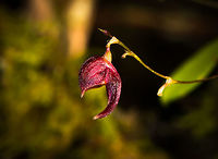 Acostaea costaricensis - side view, La Planada Nature Reserve, Colombia Tentative species as there are species in this genus that are hard to differentiate, this is the most likely match within the genus, statistically. The genus as a whole is also under discussion.<br />
https://www.jungledragon.com/image/76431/acostaea_costaricensis_la_planada_nature_reserve_colombia.html<br />
https://www.jungledragon.com/image/76433/acostaea_costaricensis_-_closeup_la_planada_nature_reserve_colombia.html Acostaea costaricensis,Colombia,Colombia 2018,Colombia South,Fall,Geotagged,La Planada Nature Reserve,South America