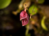 Acostaea costaricensis - closeup, La Planada Nature Reserve, Colombia Tentative species as there are species in this genus that are hard to differentiate, this is the most likely match within the genus, statistically. The genus as a whole is also under discussion.<br />
https://www.jungledragon.com/image/76431/acostaea_costaricensis_la_planada_nature_reserve_colombia.html<br />
https://www.jungledragon.com/image/76432/acostaea_costaricensis_-_side_view_la_planada_nature_reserve_colombia.html Acostaea costaricensis,Colombia,Colombia 2018,Colombia South,Fall,Geotagged,La Planada Nature Reserve,South America