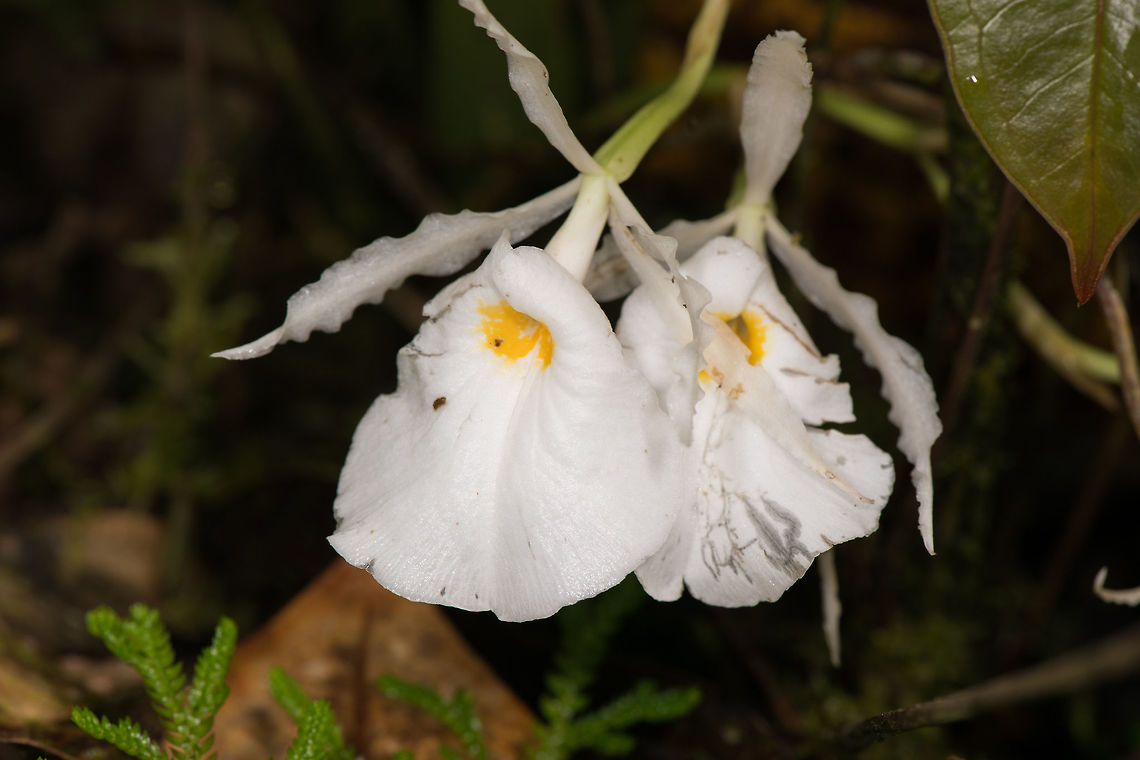 Trichopilia fragrans, La Planada Nature Reserve, Colombia A small (but not miniature) orchid normally found growing the forest floor.  Colombia,Colombia 2018,Colombia South,Fall,Geotagged,La Planada Nature Reserve,South America,Trichopilia fragrans