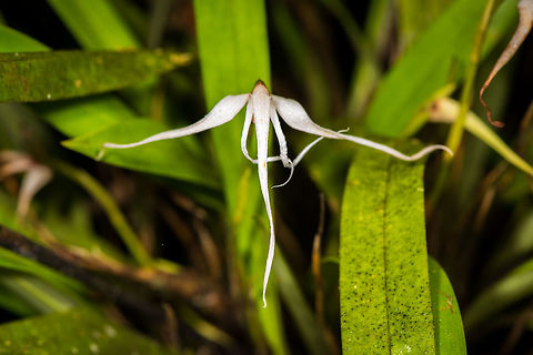 Maxillaria ecuadorensis, La Planada Nature Reserve, Colombia  Colombia,Colombia 2018,Colombia South,La Planada Nature Reserve,Maxillaria ecuadorensis,South America