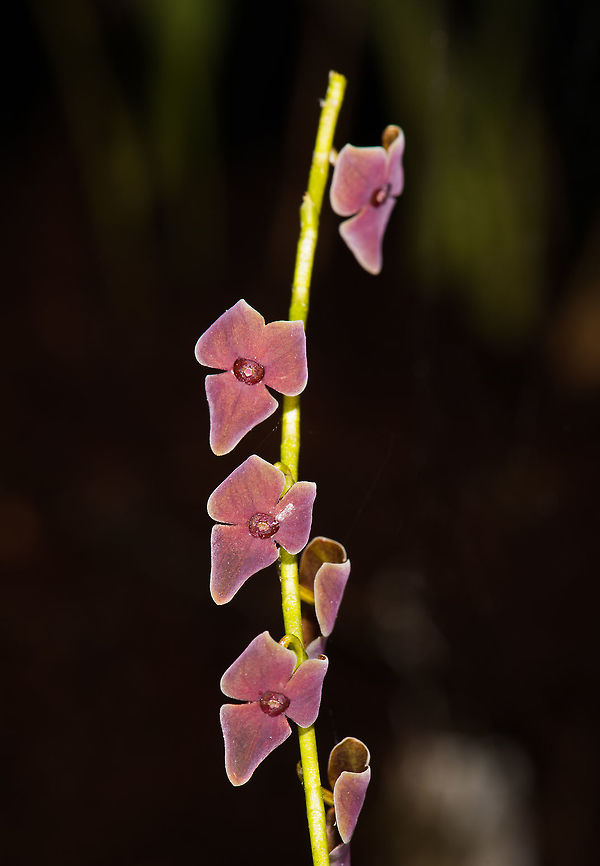 Stelis sp., La Planada Nature Reserve, Colombia Taken in the orchid research garden of La Planada Nature Reserve. The garden is a sheltered series of racks where orchids taken from the forest are cultivated and studied by researchers.<br />
<figure class="photo"><a href="https://www.jungledragon.com/image/76456/stelis_sp._-_closeup_la_planada_nature_reserve_colombia.html" title="Stelis sp. - closeup, La Planada Nature Reserve, Colombia"><img src="https://s3.amazonaws.com/media.jungledragon.com/images/2/76456_thumb.jpg?AWSAccessKeyId=05GMT0V3GWVNE7GGM1R2&Expires=1770854410&Signature=kGhljkoLLDXMQ%2Bjww7yi803qHBI%3D" width="200" height="196" alt="Stelis sp. - closeup, La Planada Nature Reserve, Colombia Taken in the orchid research garden of La Planada Nature Reserve. The garden is a sheltered series of racks where orchids taken from the forest are cultivated and studied by researchers.<br />
https://www.jungledragon.com/image/76455/stelis_sp._la_planada_nature_reserve_colombia.html Colombia,Colombia 2018,Colombia South,La Planada Nature Reserve,South America" /></a></figure> Colombia,Colombia 2018,Colombia South,La Planada Nature Reserve,South America