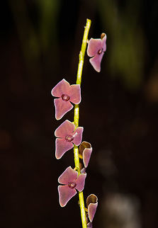 Stelis sp., La Planada Nature Reserve, Colombia Taken in the orchid research garden of La Planada Nature Reserve. The garden is a sheltered series of racks where orchids taken from the forest are cultivated and studied by researchers.
https://www.jungledragon.com/image/76456/stelis_sp._-_closeup_la_planada_nature_reserve_colombia.html Colombia,Colombia 2018,Colombia South,La Planada Nature Reserve,South America