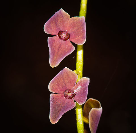 Stelis sp. - closeup, La Planada Nature Reserve, Colombia Taken in the orchid research garden of La Planada Nature Reserve. The garden is a sheltered series of racks where orchids taken from the forest are cultivated and studied by researchers.
https://www.jungledragon.com/image/76455/stelis_sp._la_planada_nature_reserve_colombia.html Colombia,Colombia 2018,Colombia South,La Planada Nature Reserve,South America