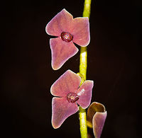 Stelis sp. - closeup, La Planada Nature Reserve, Colombia Taken in the orchid research garden of La Planada Nature Reserve. The garden is a sheltered series of racks where orchids taken from the forest are cultivated and studied by researchers.<br />
https://www.jungledragon.com/image/76455/stelis_sp._la_planada_nature_reserve_colombia.html Colombia,Colombia 2018,Colombia South,La Planada Nature Reserve,South America