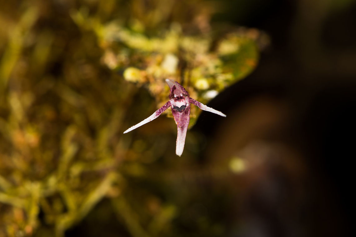 Pleurothallis odobeniceps, La Planada Nature Reserve, Colombia Flower size: 5mm. Found in the orchid research garden at La Planada Nature Reserve. Colombia,Colombia 2018,Colombia South,La Planada Nature Reserve,Pleurothallis odobeniceps,South America