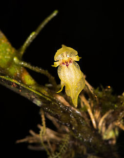 Pleurothallis bicallosa, La Planada Nature Reserve, Colombia Flower size: 5mm. Found in the orchid research garden at La Planada Nature Reserve.  Colombia,Colombia 2018,Colombia South,La Planada Nature Reserve,Pleurothallis bicallosa,South America,Two Callous Pleurothallis