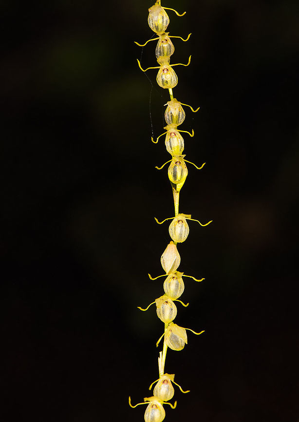 Pleurothallis sp. 1, La Planada Nature Reserve, Colombia Found in the orchid research garden at La Planada Nature Reserve. <br />
<figure class="photo"><a href="https://www.jungledragon.com/image/76460/pleurothallis_sp._1_-_closeup_la_planada_nature_reserve_colombia.html" title="Pleurothallis sp. 1 - closeup, La Planada Nature Reserve, Colombia"><img src="https://s3.amazonaws.com/media.jungledragon.com/images/2/76460_thumb.jpg?AWSAccessKeyId=05GMT0V3GWVNE7GGM1R2&Expires=1770854410&Signature=nWRXN%2FpA1ZHdxXn%2BOdMOReM7QbA%3D" width="200" height="200" alt="Pleurothallis sp. 1 - closeup, La Planada Nature Reserve, Colombia Found in the orchid research garden at La Planada Nature Reserve. <br />
https://www.jungledragon.com/image/76459/pleurothallis_sp._1_la_planada_nature_reserve_colombia.html Colombia,Colombia 2018,Colombia South,La Planada Nature Reserve,South America" /></a></figure> Colombia,Colombia 2018,Colombia South,La Planada Nature Reserve,South America
