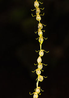 Pleurothallis sp. 1, La Planada Nature Reserve, Colombia Found in the orchid research garden at La Planada Nature Reserve. 
https://www.jungledragon.com/image/76460/pleurothallis_sp._1_-_closeup_la_planada_nature_reserve_colombia.html Colombia,Colombia 2018,Colombia South,La Planada Nature Reserve,South America