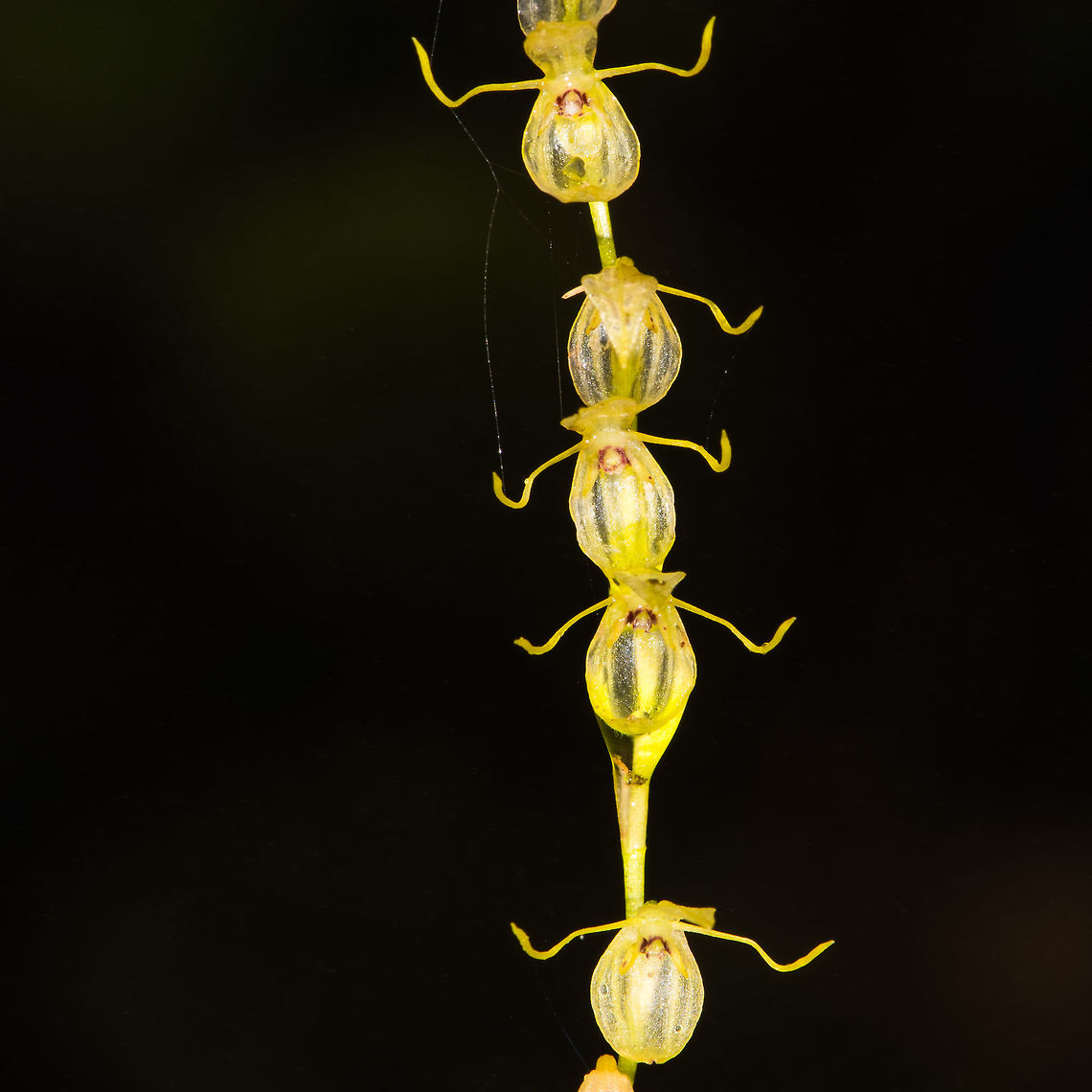 Pleurothallis sp. 1 - closeup, La Planada Nature Reserve, Colombia Found in the orchid research garden at La Planada Nature Reserve. <br />
<figure class="photo"><a href="https://www.jungledragon.com/image/76459/pleurothallis_sp._1_la_planada_nature_reserve_colombia.html" title="Pleurothallis sp. 1, La Planada Nature Reserve, Colombia"><img src="https://s3.amazonaws.com/media.jungledragon.com/images/2/76459_thumb.jpg?AWSAccessKeyId=05GMT0V3GWVNE7GGM1R2&Expires=1770854410&Signature=NwxWGiN0h%2B4iyHHYDh8uN2oH19E%3D" width="108" height="152" alt="Pleurothallis sp. 1, La Planada Nature Reserve, Colombia Found in the orchid research garden at La Planada Nature Reserve. <br />
https://www.jungledragon.com/image/76460/pleurothallis_sp._1_-_closeup_la_planada_nature_reserve_colombia.html Colombia,Colombia 2018,Colombia South,La Planada Nature Reserve,South America" /></a></figure> Colombia,Colombia 2018,Colombia South,La Planada Nature Reserve,South America