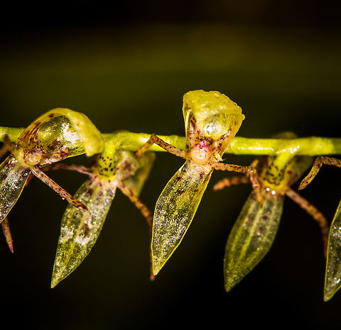 Pleurothallis sp. 2 - closeup, La Planada Nature Reserve, Colombia Found in the orchid research garden at La Planada Nature Reserve. 
https://www.jungledragon.com/image/76462/pleurothallis_sp._2_la_planada_nature_reserve_colombia.html Colombia,Colombia 2018,Colombia South,La Planada Nature Reserve,South America