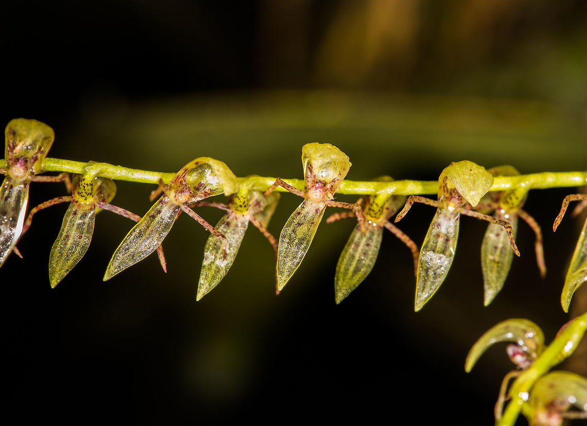 Pleurothallis sp. 2, La Planada Nature Reserve, Colombia Found in the orchid research garden at La Planada Nature Reserve. <br />
<figure class="photo"><a href="https://www.jungledragon.com/image/76461/pleurothallis_sp._2_-_closeup_la_planada_nature_reserve_colombia.html" title="Pleurothallis sp. 2 - closeup, La Planada Nature Reserve, Colombia"><img src="https://s3.amazonaws.com/media.jungledragon.com/images/2/76461_thumb.jpg?AWSAccessKeyId=05GMT0V3GWVNE7GGM1R2&Expires=1770854410&Signature=vQhKzV8xjy%2Fc8Zp1s3N46hV2etQ%3D" width="200" height="194" alt="Pleurothallis sp. 2 - closeup, La Planada Nature Reserve, Colombia Found in the orchid research garden at La Planada Nature Reserve. <br />
https://www.jungledragon.com/image/76462/pleurothallis_sp._2_la_planada_nature_reserve_colombia.html Colombia,Colombia 2018,Colombia South,La Planada Nature Reserve,South America" /></a></figure> Colombia,Colombia 2018,Colombia South,La Planada Nature Reserve,South America