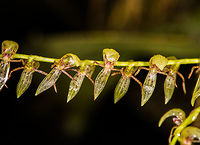 Pleurothallis sp. 2, La Planada Nature Reserve, Colombia Found in the orchid research garden at La Planada Nature Reserve. <br />
https://www.jungledragon.com/image/76461/pleurothallis_sp._2_-_closeup_la_planada_nature_reserve_colombia.html Colombia,Colombia 2018,Colombia South,La Planada Nature Reserve,South America