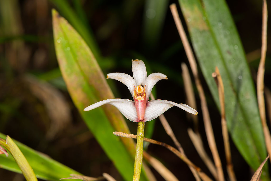 Maxillaria ecuadorensis - 2, La Planada Nature Reserve, Colombia Found in the orchid research garden at La Planada Nature Reserve. Same species as the one below, yet with damaged flower petals:<br />
<figure class="photo"><a href="https://www.jungledragon.com/image/76454/maxillaria_ecuadorensis_la_planada_nature_reserve_colombia.html" title="Maxillaria ecuadorensis, La Planada Nature Reserve, Colombia"><img src="https://s3.amazonaws.com/media.jungledragon.com/images/2/76454_thumb.jpg?AWSAccessKeyId=05GMT0V3GWVNE7GGM1R2&Expires=1759968010&Signature=GTKvewGv%2FJHQP8HkskZ56imBpXs%3D" width="200" height="134" alt="Maxillaria ecuadorensis, La Planada Nature Reserve, Colombia  Colombia,Colombia 2018,Colombia South,La Planada Nature Reserve,Maxillaria ecuadorensis,South America" /></a></figure> Colombia,Colombia 2018,Colombia South,La Planada Nature Reserve,Maxillaria ecuadorensis,South America