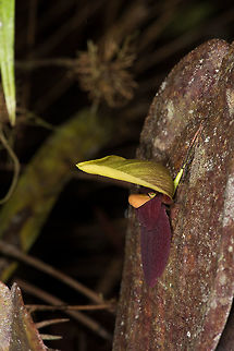 Pleurothallis gargantua - side view, La Planada Nature Reserve, Colombia Found in the orchid research garden at La Planada Nature Reserve.
https://www.jungledragon.com/image/76468/pleurothallis_gargantua_la_planada_nature_reserve_colombia.html Colombia,Colombia 2018,Colombia South,Giant Pleurothallis,La Planada Nature Reserve,Pleurothallis gargantua,South America