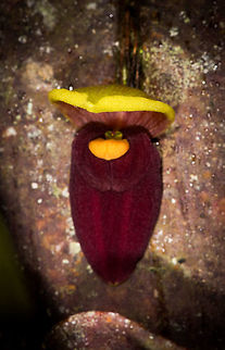 Pleurothallis gargantua, La Planada Nature Reserve, Colombia Found in the orchid research garden at La Planada Nature Reserve.
https://www.jungledragon.com/image/76467/pleurothallis_gargantua_-_side_view_la_planada_nature_reserve_colombia.html Colombia,Colombia 2018,Colombia South,Giant Pleurothallis,La Planada Nature Reserve,Pleurothallis gargantua,South America