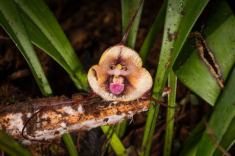 Monkey-like Dracula, La Planada Nature Reserve, Colombia One of two species named "Monkey orchid" for their flower resembling the face of a monkey, therefore using the more specific Monkey-like Dracula common name, which specifically refers to "Dracula simia. This one was found in the orchid research garden at La Planada Nature Reserve. They seem to be commonly cultivated, but I heard wild specimens are very rare. Colombia,Colombia 2018,Colombia South,Dracula simia,La Planada Nature Reserve,South America