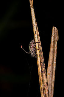 Cordyceps curculionum, La Planada Nature Reserve, Colombia First cordyceps species I found myself. Which was terribly easy in this case, as it was stuck to a planted stem in the orchid garden of La Planada Nature Reserve. I think the steep angle is interesting. Given that the weevil is clearly dead, it must have been manipulated into some permanent death grip before the cordyceps could complete its lifecycle.
https://www.jungledragon.com/image/76473/cordyceps_curculionum_-_closeup_la_planada_nature_reserve_colombia.html Colombia,Colombia 2018,Colombia South,Cordyceps curculionum,La Planada Nature Reserve,South America