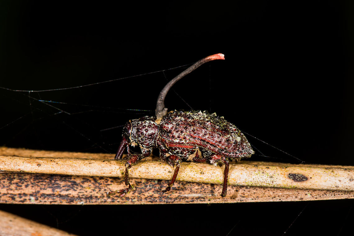 Cordyceps curculionum - closeup, La Planada Nature Reserve, Colombia First cordyceps species I found myself. Which was terribly easy in this case, as it was stuck to a planted stem in the orchid garden of La Planada Nature Reserve. I think the steep angle is interesting. Given that the weevil is clearly dead, it must have been manipulated into some permanent death grip before the cordyceps could complete its lifecycle.<br />
<figure class="photo"><a href="https://www.jungledragon.com/image/76472/cordyceps_curculionum_la_planada_nature_reserve_colombia.html" title="Cordyceps curculionum, La Planada Nature Reserve, Colombia"><img src="https://s3.amazonaws.com/media.jungledragon.com/images/2/76472_thumb.jpg?AWSAccessKeyId=05GMT0V3GWVNE7GGM1R2&Expires=1759968010&Signature=94XHqNAuUnB3qrxbOaHJTDbr1yg%3D" width="102" height="152" alt="Cordyceps curculionum, La Planada Nature Reserve, Colombia First cordyceps species I found myself. Which was terribly easy in this case, as it was stuck to a planted stem in the orchid garden of La Planada Nature Reserve. I think the steep angle is interesting. Given that the weevil is clearly dead, it must have been manipulated into some permanent death grip before the cordyceps could complete its lifecycle.<br />
https://www.jungledragon.com/image/76473/cordyceps_curculionum_-_closeup_la_planada_nature_reserve_colombia.html Colombia,Colombia 2018,Colombia South,Cordyceps curculionum,La Planada Nature Reserve,South America" /></a></figure> Colombia,Colombia 2018,Colombia South,Cordyceps curculionum,La Planada Nature Reserve,South America