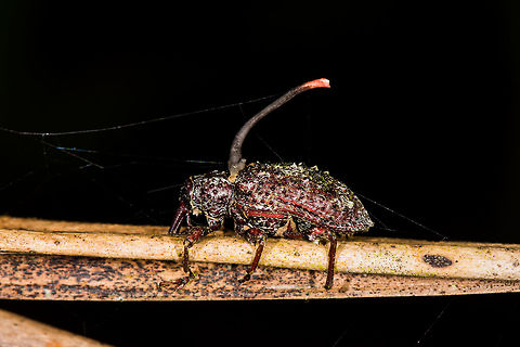Cordyceps curculionum - closeup, La Planada Nature Reserve, Colombia First cordyceps species I found myself. Which was terribly easy in this case, as it was stuck to a planted stem in the orchid garden of La Planada Nature Reserve. I think the steep angle is interesting. Given that the weevil is clearly dead, it must have been manipulated into some permanent death grip before the cordyceps could complete its lifecycle.
https://www.jungledragon.com/image/76472/cordyceps_curculionum_la_planada_nature_reserve_colombia.html Colombia,Colombia 2018,Colombia South,Cordyceps curculionum,La Planada Nature Reserve,South America