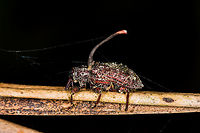 Cordyceps curculionum - closeup, La Planada Nature Reserve, Colombia First cordyceps species I found myself. Which was terribly easy in this case, as it was stuck to a planted stem in the orchid garden of La Planada Nature Reserve. I think the steep angle is interesting. Given that the weevil is clearly dead, it must have been manipulated into some permanent death grip before the cordyceps could complete its lifecycle.<br />
https://www.jungledragon.com/image/76472/cordyceps_curculionum_la_planada_nature_reserve_colombia.html Colombia,Colombia 2018,Colombia South,Cordyceps curculionum,La Planada Nature Reserve,South America