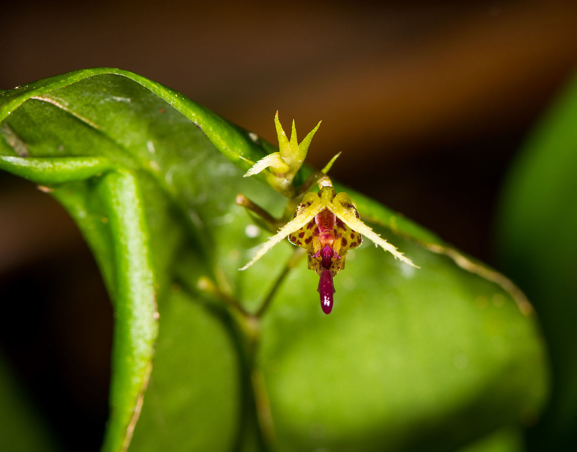 Scaphosepalum ophidion - front view, La Planada Nature Reserve, Colombia Flower Size: 1mm.<br />
<figure class="photo"><a href="https://www.jungledragon.com/image/76475/scaphosepalum_ophidion_la_planada_nature_reserve_colombia.html" title="Scaphosepalum ophidion, La Planada Nature Reserve, Colombia"><img src="https://s3.amazonaws.com/media.jungledragon.com/images/2/76475_thumb.jpg?AWSAccessKeyId=05GMT0V3GWVNE7GGM1R2&Expires=1767225610&Signature=mPjYO5%2Bnr2OwLt6lUbdzVBZ2EWE%3D" width="152" height="152" alt="Scaphosepalum ophidion, La Planada Nature Reserve, Colombia Flower Size: 1mm.<br />
https://www.jungledragon.com/image/76476/scaphosepalum_ophidion_-_top_view_la_planada_nature_reserve_colombia.html<br />
https://www.jungledragon.com/image/76474/scaphosepalum_ophidion_-_front_view_la_planada_nature_reserve_colombia.html Colombia,Colombia 2018,Colombia South,La Planada Nature Reserve,Little-Snake Scaphosepalum,Scaphosepalum ophidion,South America" /></a></figure><br />
<figure class="photo"><a href="https://www.jungledragon.com/image/76476/scaphosepalum_ophidion_-_top_view_la_planada_nature_reserve_colombia.html" title="Scaphosepalum ophidion - top view, La Planada Nature Reserve, Colombia"><img src="https://s3.amazonaws.com/media.jungledragon.com/images/2/76476_thumb.jpg?AWSAccessKeyId=05GMT0V3GWVNE7GGM1R2&Expires=1767225610&Signature=ZMxlnxPdLf6T9k584eflneS2XDE%3D" width="102" height="152" alt="Scaphosepalum ophidion - top view, La Planada Nature Reserve, Colombia Flower Size: 1mm.<br />
https://www.jungledragon.com/image/76474/miniature_orchid_-_sp1_-_front_view_la_planada_nature_reserve_colombia.html<br />
https://www.jungledragon.com/image/76475/miniature_orchid_-_sp1_la_planada_nature_reserve_colombia.html Colombia,Colombia 2018,Colombia South,La Planada Nature Reserve,Little-Snake Scaphosepalum,Scaphosepalum ophidion,South America" /></a></figure> Colombia,Colombia 2018,Colombia South,La Planada Nature Reserve,Little-Snake Scaphosepalum,Scaphosepalum ophidion,South America