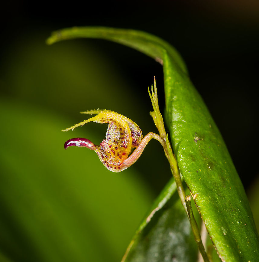 Scaphosepalum ophidion, La Planada Nature Reserve, Colombia Flower Size: 1mm.<br />
<figure class="photo"><a href="https://www.jungledragon.com/image/76476/scaphosepalum_ophidion_-_top_view_la_planada_nature_reserve_colombia.html" title="Scaphosepalum ophidion - top view, La Planada Nature Reserve, Colombia"><img src="https://s3.amazonaws.com/media.jungledragon.com/images/2/76476_thumb.jpg?AWSAccessKeyId=05GMT0V3GWVNE7GGM1R2&Expires=1763596810&Signature=xvD0C84zS3vQbypui89beOJi7Q8%3D" width="102" height="152" alt="Scaphosepalum ophidion - top view, La Planada Nature Reserve, Colombia Flower Size: 1mm.<br />
https://www.jungledragon.com/image/76474/miniature_orchid_-_sp1_-_front_view_la_planada_nature_reserve_colombia.html<br />
https://www.jungledragon.com/image/76475/miniature_orchid_-_sp1_la_planada_nature_reserve_colombia.html Colombia,Colombia 2018,Colombia South,La Planada Nature Reserve,Little-Snake Scaphosepalum,Scaphosepalum ophidion,South America" /></a></figure><br />
<figure class="photo"><a href="https://www.jungledragon.com/image/76474/scaphosepalum_ophidion_-_front_view_la_planada_nature_reserve_colombia.html" title="Scaphosepalum ophidion - front view, La Planada Nature Reserve, Colombia"><img src="https://s3.amazonaws.com/media.jungledragon.com/images/2/76474_thumb.jpg?AWSAccessKeyId=05GMT0V3GWVNE7GGM1R2&Expires=1763596810&Signature=sgwD7bqx20NzTtuIEzVt8Gi1KEY%3D" width="200" height="158" alt="Scaphosepalum ophidion - front view, La Planada Nature Reserve, Colombia Flower Size: 1mm.<br />
https://www.jungledragon.com/image/76475/scaphosepalum_ophidion_la_planada_nature_reserve_colombia.html<br />
https://www.jungledragon.com/image/76476/scaphosepalum_ophidion_-_top_view_la_planada_nature_reserve_colombia.html Colombia,Colombia 2018,Colombia South,La Planada Nature Reserve,Little-Snake Scaphosepalum,Scaphosepalum ophidion,South America" /></a></figure> Colombia,Colombia 2018,Colombia South,La Planada Nature Reserve,Little-Snake Scaphosepalum,Scaphosepalum ophidion,South America