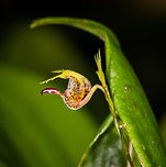 Scaphosepalum ophidion, La Planada Nature Reserve, Colombia Flower Size: 1mm.<br />
https://www.jungledragon.com/image/76476/scaphosepalum_ophidion_-_top_view_la_planada_nature_reserve_colombia.html<br />
https://www.jungledragon.com/image/76474/scaphosepalum_ophidion_-_front_view_la_planada_nature_reserve_colombia.html Colombia,Colombia 2018,Colombia South,La Planada Nature Reserve,Little-Snake Scaphosepalum,Scaphosepalum ophidion,South America