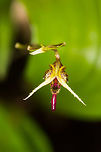 Scaphosepalum ophidion - top view, La Planada Nature Reserve, Colombia Flower Size: 1mm.<br />
https://www.jungledragon.com/image/76474/miniature_orchid_-_sp1_-_front_view_la_planada_nature_reserve_colombia.html<br />
https://www.jungledragon.com/image/76475/miniature_orchid_-_sp1_la_planada_nature_reserve_colombia.html Colombia,Colombia 2018,Colombia South,La Planada Nature Reserve,Little-Snake Scaphosepalum,Scaphosepalum ophidion,South America