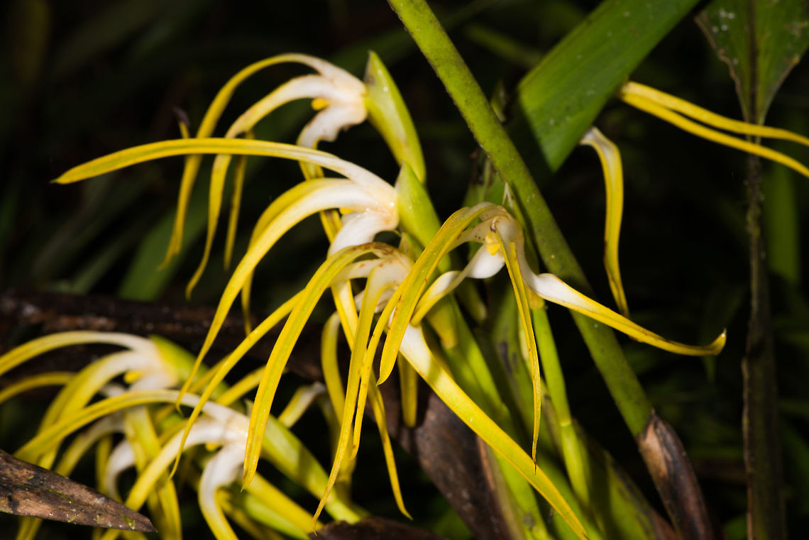 Maxillaria rodrigueziana, La Planada Nature Reserve, Colombia  Colombia,Colombia 2018,Colombia South,La Planada Nature Reserve,Maxillaria rodrigueziana,Rodriguez' Maxillaria,South America
