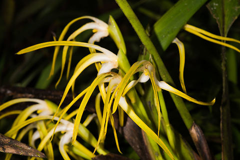 Maxillaria rodrigueziana, La Planada Nature Reserve, Colombia  Colombia,Colombia 2018,Colombia South,La Planada Nature Reserve,Maxillaria rodrigueziana,Rodriguez' Maxillaria,South America