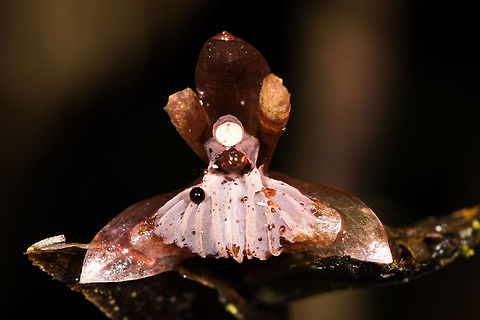 Unknown orchid - 2 - closeup, La Planada Nature Reserve, Colombia Species pending.
https://www.jungledragon.com/image/76485/unknown_orchid_-_2_la_planada_nature_reserve_colombia.html Colombia,Colombia 2018,Colombia South,La Planada Nature Reserve,South America