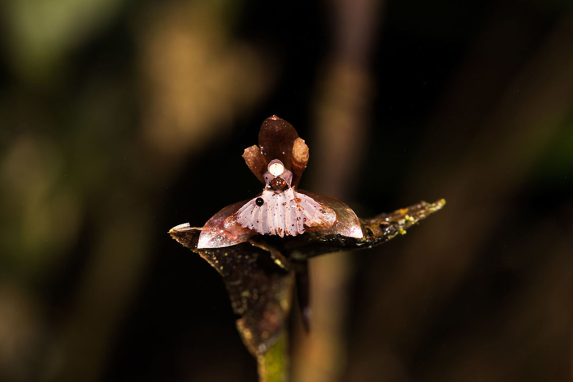 Unknown orchid - 2, La Planada Nature Reserve, Colombia Species pending.<br />
<figure class="photo"><a href="https://www.jungledragon.com/image/76484/unknown_orchid_-_2_-_closeup_la_planada_nature_reserve_colombia.html" title="Unknown orchid - 2 - closeup, La Planada Nature Reserve, Colombia"><img src="https://s3.amazonaws.com/media.jungledragon.com/images/2/76484_thumb.jpg?AWSAccessKeyId=05GMT0V3GWVNE7GGM1R2&Expires=1770854410&Signature=FH5OTD6OIb71IBnO05tqmt6SeM4%3D" width="200" height="134" alt="Unknown orchid - 2 - closeup, La Planada Nature Reserve, Colombia Species pending.<br />
https://www.jungledragon.com/image/76485/unknown_orchid_-_2_la_planada_nature_reserve_colombia.html Colombia,Colombia 2018,Colombia South,La Planada Nature Reserve,South America" /></a></figure> Colombia,Colombia 2018,Colombia South,La Planada Nature Reserve,South America