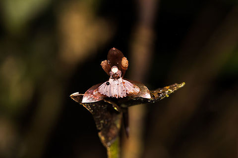 Unknown orchid - 2, La Planada Nature Reserve, Colombia Species pending.
https://www.jungledragon.com/image/76484/unknown_orchid_-_2_-_closeup_la_planada_nature_reserve_colombia.html Colombia,Colombia 2018,Colombia South,La Planada Nature Reserve,South America