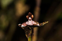 Unknown orchid - 2, La Planada Nature Reserve, Colombia Species pending.<br />
https://www.jungledragon.com/image/76484/unknown_orchid_-_2_-_closeup_la_planada_nature_reserve_colombia.html Colombia,Colombia 2018,Colombia South,La Planada Nature Reserve,South America